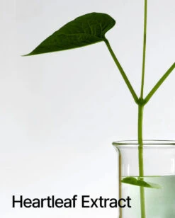 Heartleaf 77% Toner Pad (70ea) -Glow Skincare Store Heartleaf77 TonerPad 70ea 5