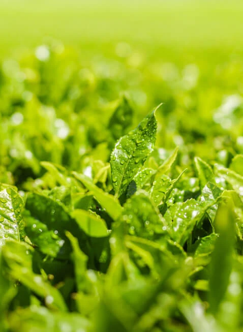 Innisfree Green Tea Hydrating Amino Acid Cleansing Foam (150g) 9 Innisfree Green Tea Hydrating Amino Acid Cleansing Foam (150g) - Image 7