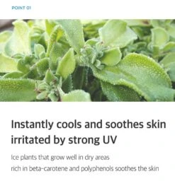 Hyaluronic Acid Airy Sun Stick (22g) 14 Hyaluronic Acid Airy Sun Stick (22g) -Glow Skincare Store IsntreeHyaluronicAcidAirySunStick 22g 6